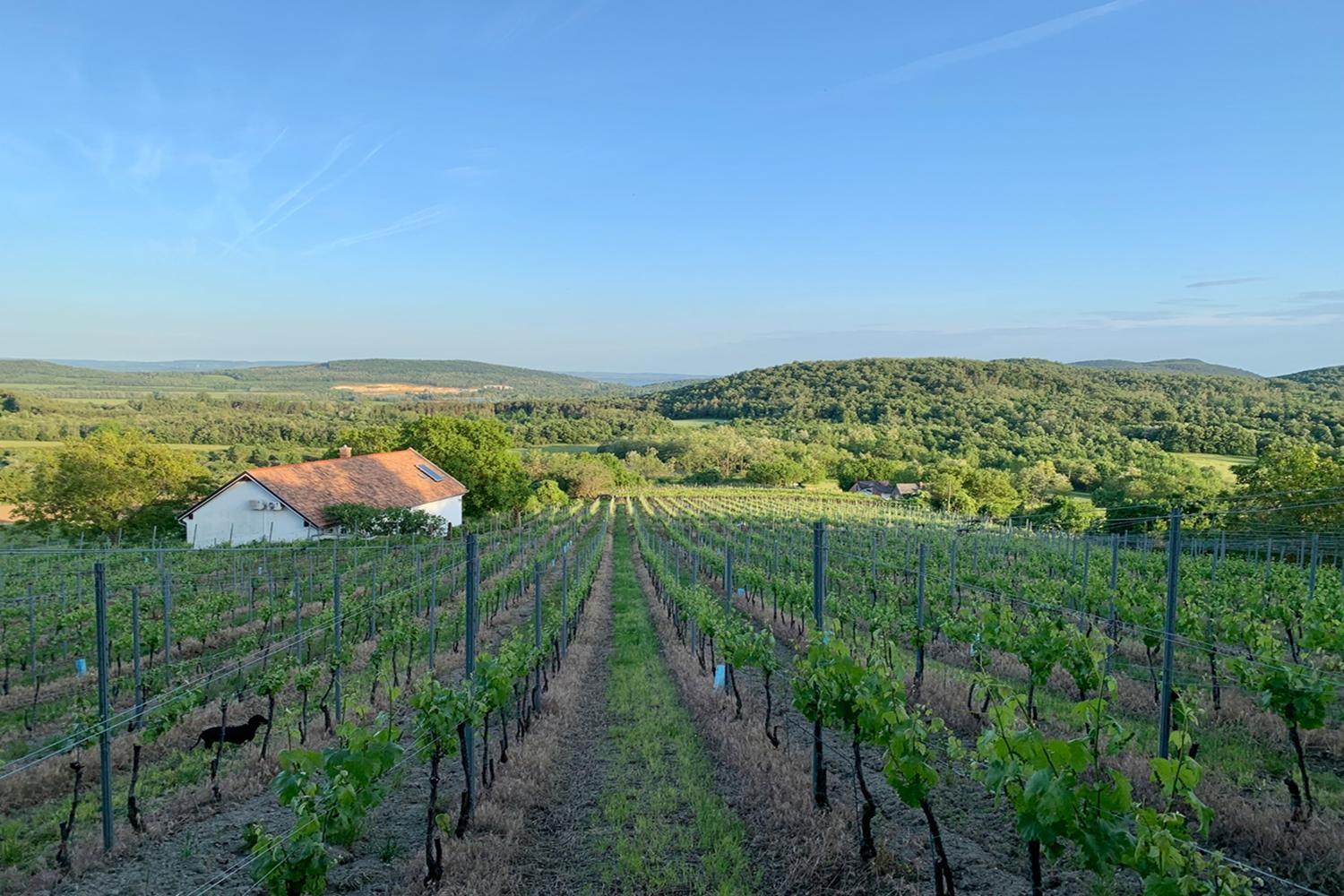 Kali Panorama Birtok Villa Mindszentkalla Luaran gambar
